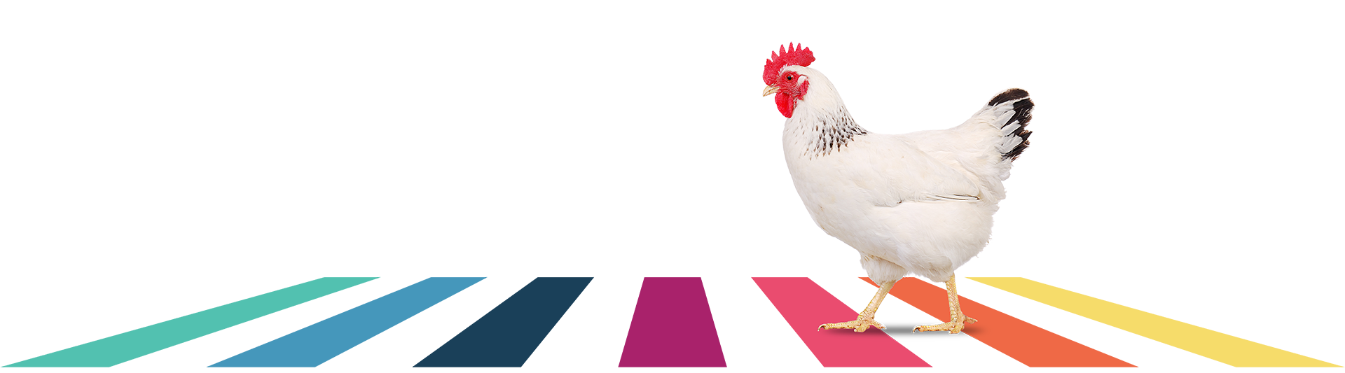 Chicken_crossing